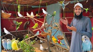 Budgies Parrots Or Doves Ko Aviary Main Chor Dia 