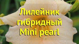 Лилейник гибридный Мини перл. Краткий обзор, описание характеристик hemerocallis Mini pearl