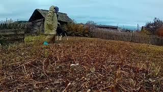 СИЛА ХВАТА|Хвостатый мотиватор,деревенский пёс рвёт костюм в клочья