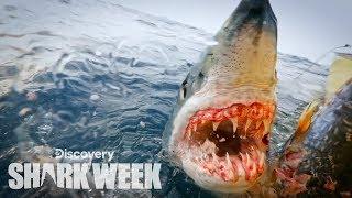 Up Close With a Grander Mako Shark | Shark Week