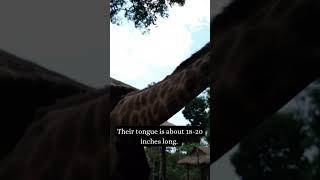 Giraffe Fun Facts for Kids #giraffe #funfacts #informative #animalfacts #learning #shorts
