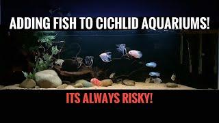 I HOPE THESE FISH SURVIVE! | 5 fish added to the Huge Cichlid Aquarium