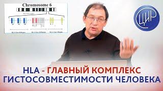 HLA - главный комплекс гистосовместимости человека. Рассказывает к.м.н., акушер-гинеколог Гузов И.И