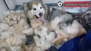 역대급  털갈이 (다음엔 말라뮤트는 키우지 못할거 같아요)Alaskan malamute  fur removing