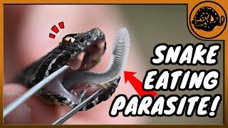 SAVING the smallest RATTLESNAKE!