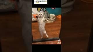 Кот танцует/Cat dancing #shorts #tiktok #dance