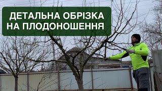 Детальна обрізка на плодоношення на прикладі яблуні