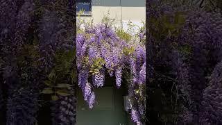 Цветение вистерии #вистерия #глициния #usadbabagiry #усадьбабагиры
