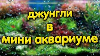 Навожу порядок в мини аквариуме. Водоросли, растения, тонины.