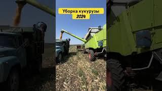 Когда такое было | Уборка кукурузы в августе | От компании РОСАГРОТРЕЙД | 3 сорта #росагротрейд