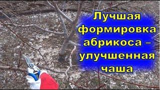 Лучшая формировка для абрикоса   улучшенная чаша