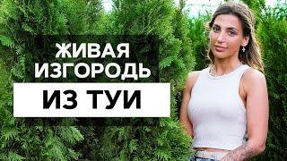  ЖИВАЯ ИЗГОРОДЬ из ТУИ. 3 ПРАВИЛА СТРИЖКИ живой изгороди