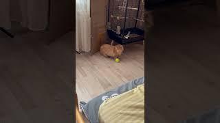 Ginger & Snowflake / funny kittens / gatitos / gatinhos / gattini / chatons / kätzchen / katjes