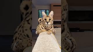 Up close African Serval!