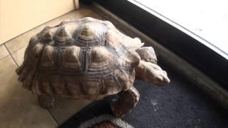 Sulcata Tortoise Adult For Sale. Buy at Big Apple Pet Supply.