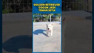 Berawal Dari Hobi Ko Hendro Raup Cuan Dari Budidaya Anjing Golden Retriever Di Bandung