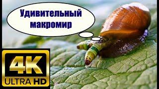 (4К) - AMAZING MACRO WORLD / УДИВИТЕЛЬНЫЙ МАКРОМИР ВОКРУГ НАС / ПОДМОСКОВЬЕ....