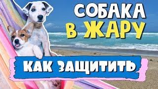 Собака летом. Как ЗАЩИТИТЬ СОБАКУ в ЖАРУ10 советов, которые помогут вашему питомцу пережить жару