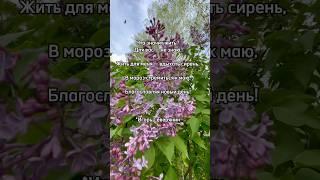 Жить для меня - вдыхать сирень #сирень #поэзиядуши #северянин #серебряный_век #лирикадуши