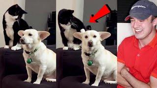 A cat thinks long before hitting a dog (Reaction)