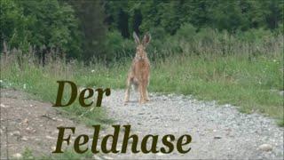 Der Feldhase