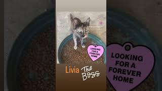GOODNIGHT FROM LIVIA Please write to info@jutta-shelter.org for adoption enquiries. #rescuecat #cat