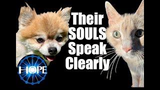 Using the Spirit Box with our Pets-  INSANE communication with Animals