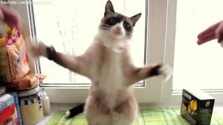 Cat Dancing to dubstep skrillex   Bangarang)