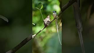 Indian Paradise Flycatcher | Nikon ZF 180-600mm | Wildlife Photography ।Birding ।  #birdslover