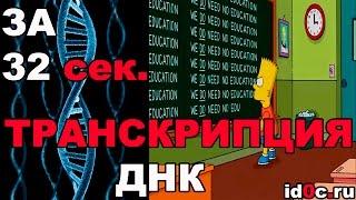 ТРАНСКРИПЦИЯ ДНК КОРОТКО ЗА 32 секунды