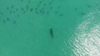 Hammerhead Shark Hunts a School of Blacktip Sharks in Florida