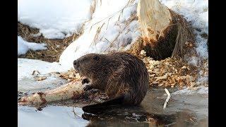 Зимняя рыбалка.. приехали а тут БОБРЫ РОВНО!В РЯД ПОВАЛИЛИ ДЕРЕВЬЯ на ПОЧТИ 1 км!