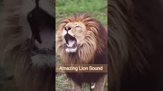 Lion Sound  | Lion Roaring ( Roar sound ) #shorts