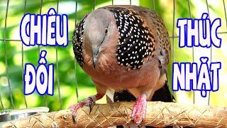 CHIM CU GÁY Giọng Hấp Dẫn ĐỦ BÀI [GÁY GỌI,THÚC,GÙ ]Kích Bổi Nhanh Nổi.Cu Gáy.Cu Đất,Cu cườm