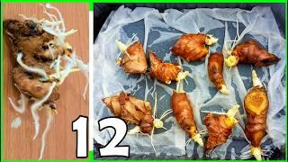 Growing store bought ginger | Two methods to make them root faster