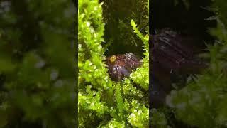 Do You Ever Get That Feeling? #youtubeshort #shorts #terrarium