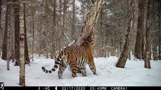 Bikin tigers, giant snow beasts.