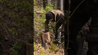 Building a Log Cabin part 11/15 #survival  #bushcraft #outdoor