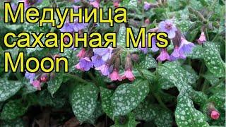 Медуница сахарная Миссис Мун. Краткий обзор, описание характеристик pulmonaria saccharata Mrs Moon