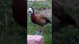 This white faced tree duck was standing so still that it almost looked like a statue.