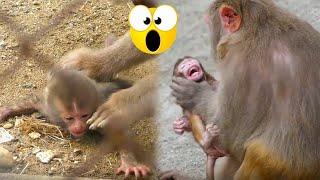 Baby monkey crying, what did mother monkey do to baby monkey?