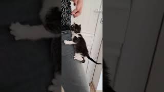 Funny Kittens Meowing  #kitten