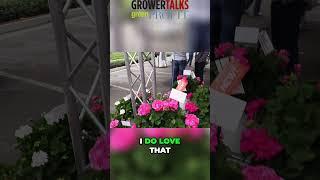Dummen's Big EZEE geraniums offer the best of zonal and ivy geraniums. Pink Panther is their latest