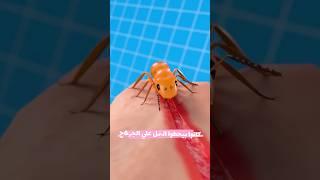 كانوا بيحطوا النمل علي الجر&ح؟  #ahmadica
