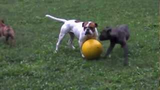 Asgard´s Pride Bulldogs: "5 Hunde und ein Ball"