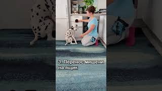 Трюк Закрывай - учим пошагово! Дрессировка собаки с кликером 