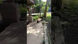vidio wikwik viral#shots
