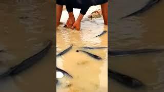 #fishing #fish #fishing life #girl fishing #amazing fish #carpfishing #My life yaya #shorts #reels