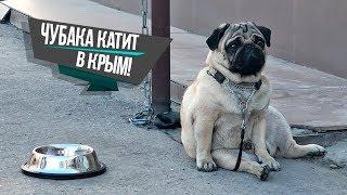 С собакой в Крым на машине / Поломка / Крымский мост / Chubaka Vlog!