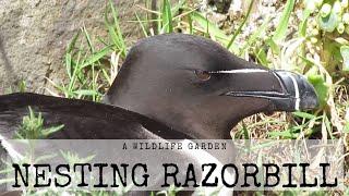 Nesting Razorbill